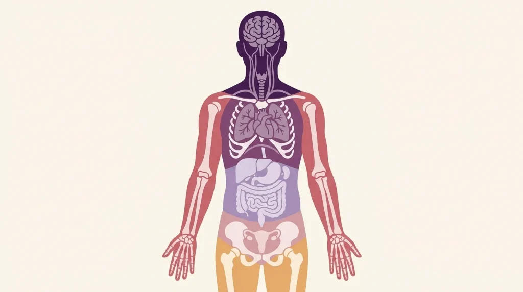 MRCEM Primary anatomy revision six body regions